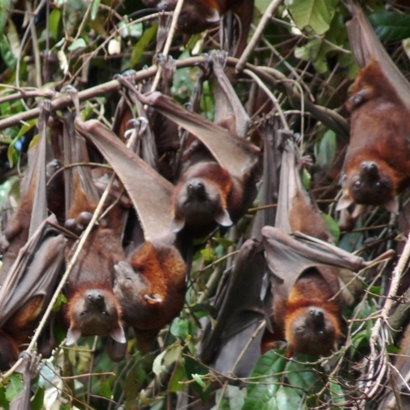 Pteropus scapulatus