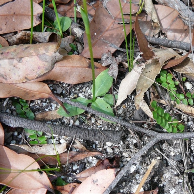 Pterostylis acuminata