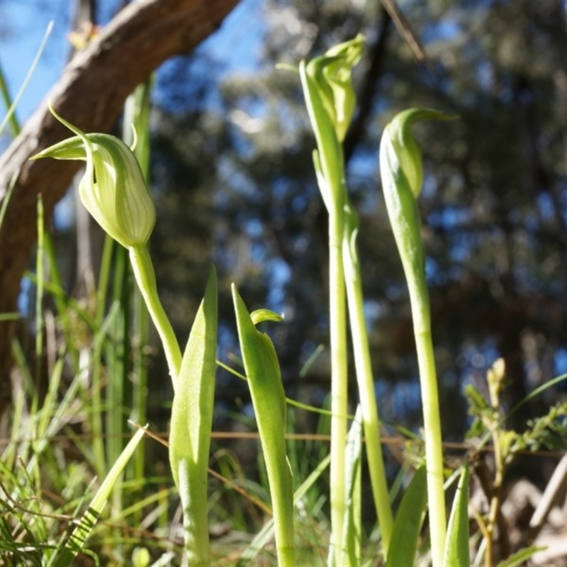 Pterostylis alpina