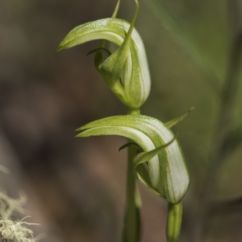 Pterostylis aneba