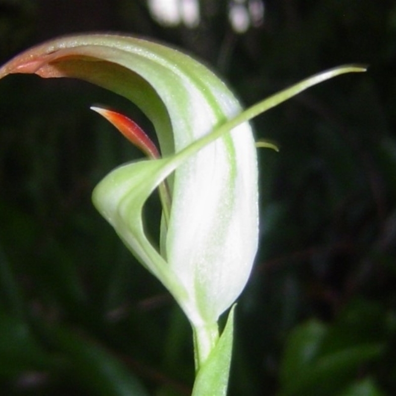 Pterostylis baptistii