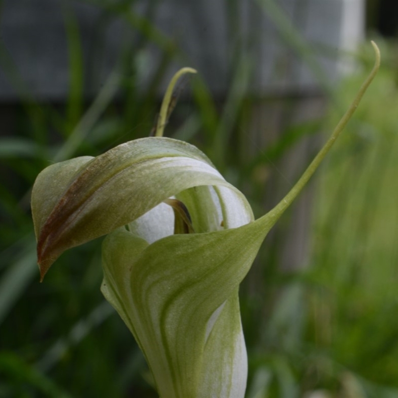 Pterostylis baptistii