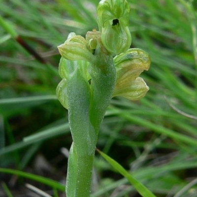 Pterostylis bicolor