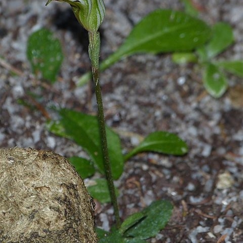 Pterostylis concinna