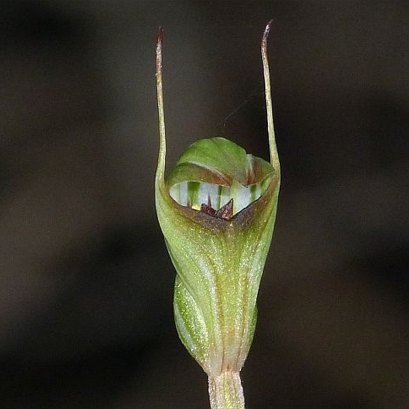 Pterostylis concinna