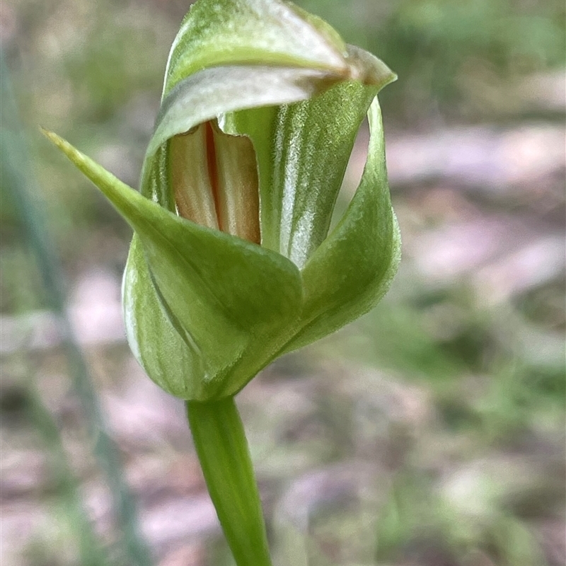 Pterostylis curta