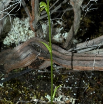 Pterostylis daintreana