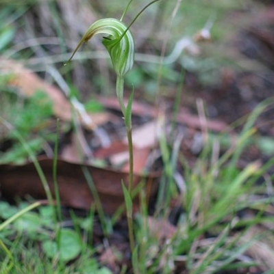 Pterostylis decurva