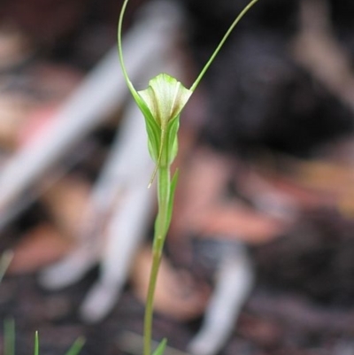 Pterostylis decurva