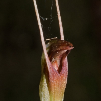 Pterostylis erecta
