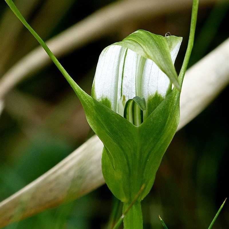 Pterostylis falcata