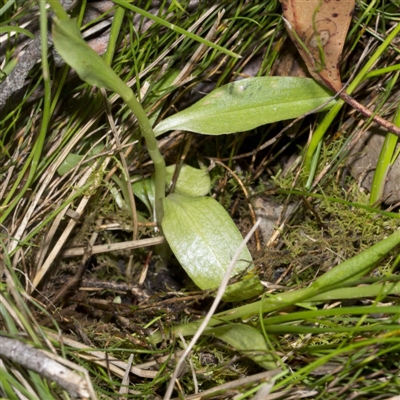 Pterostylis falcata