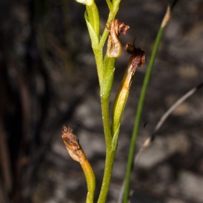 Pterostylis furva