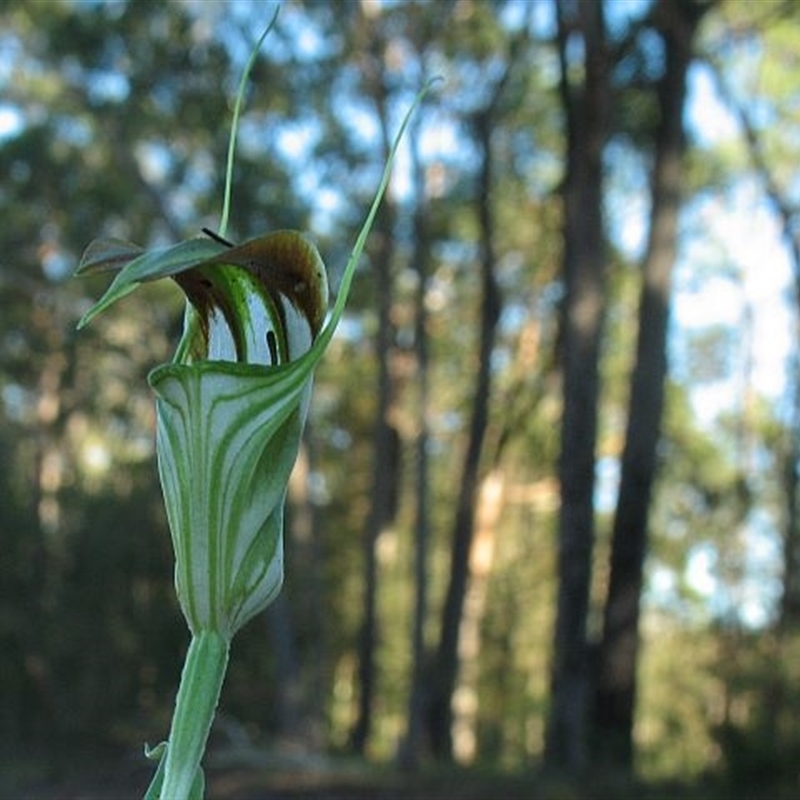 Pterostylis grandiflora