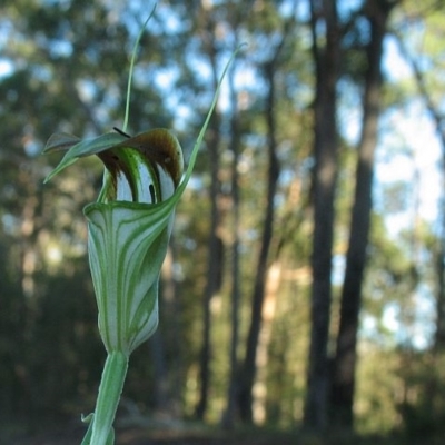 Jackie Miles, Moruya