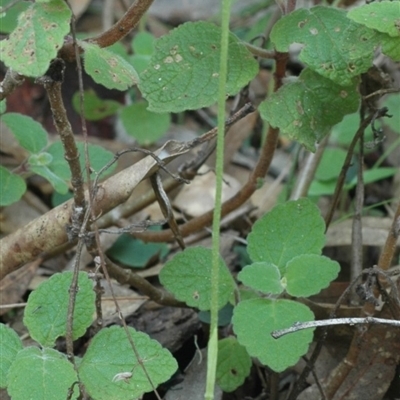 Pterostylis hispidula