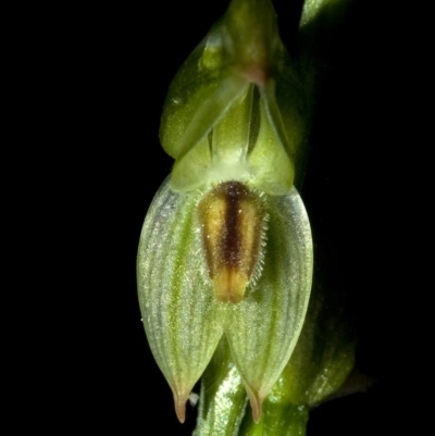 Pterostylis longifolia