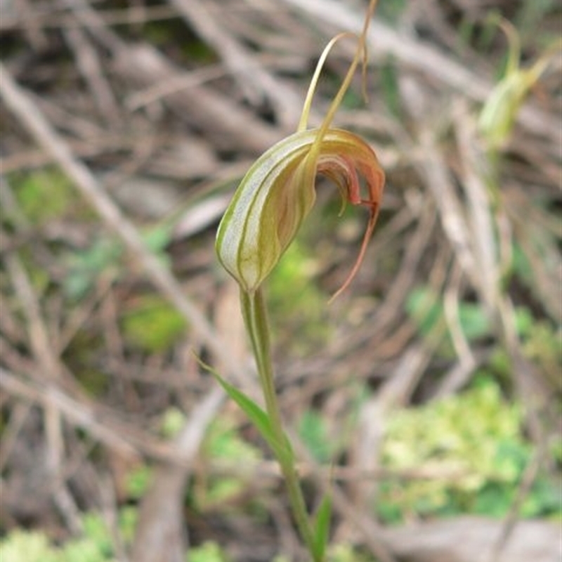 Pterostylis longipetala