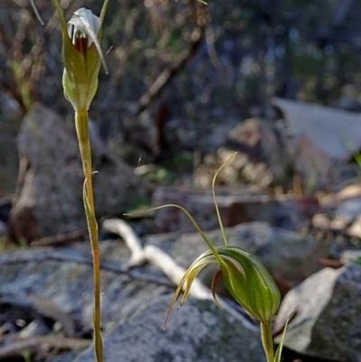 Pterostylis longipetala