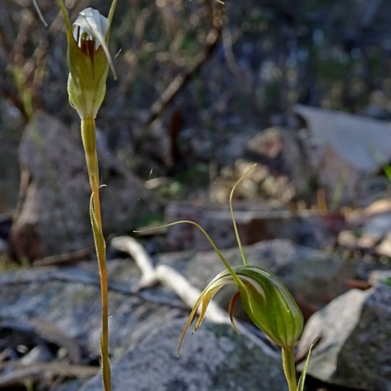 Pterostylis longipetala