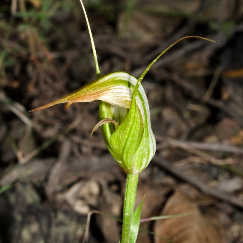 Pterostylis longipetala