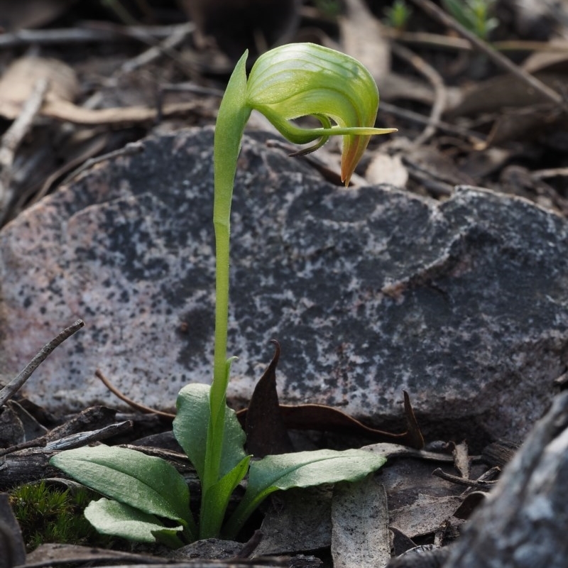 Pterostylis nutans