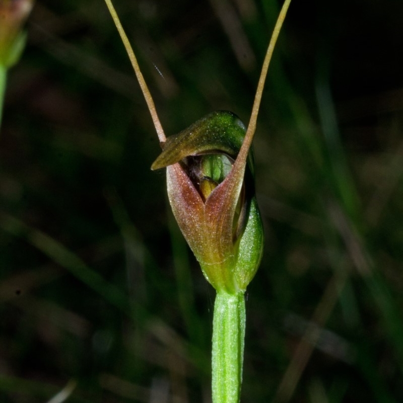 Pterostylis oblonga