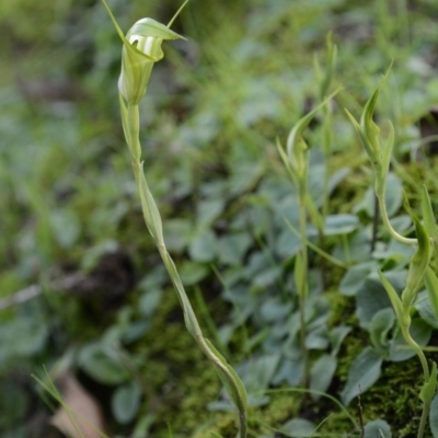 Pterostylis obtusa