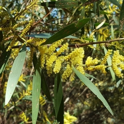 Acacia longifolia subsp. longifolia