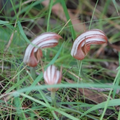 Pterostylis ophioglossa