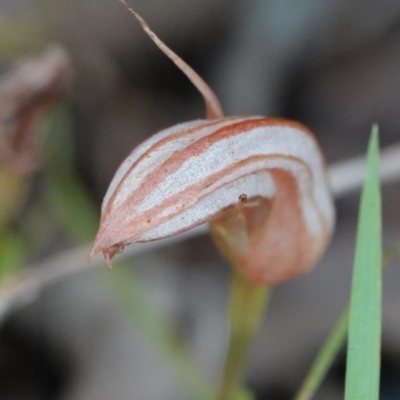 Pterostylis ophioglossa