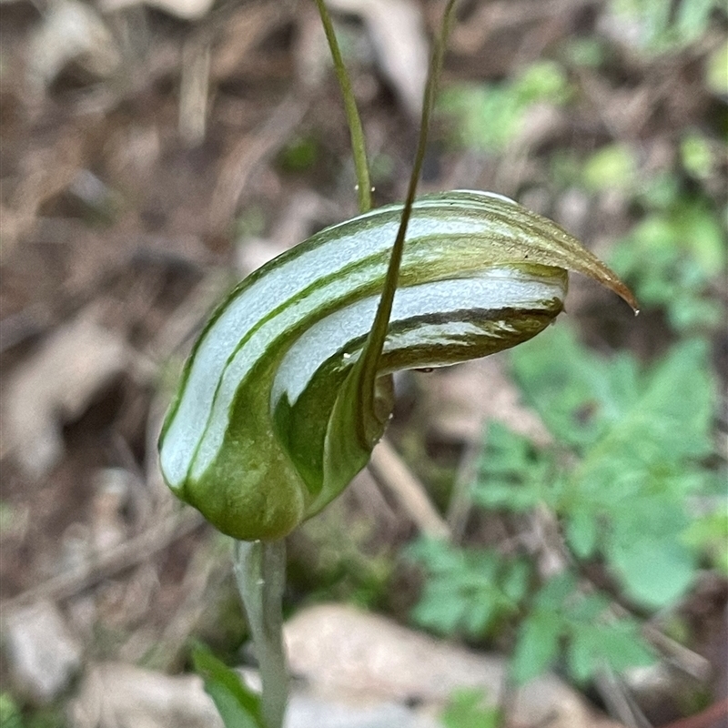 Pterostylis ophioglossa
