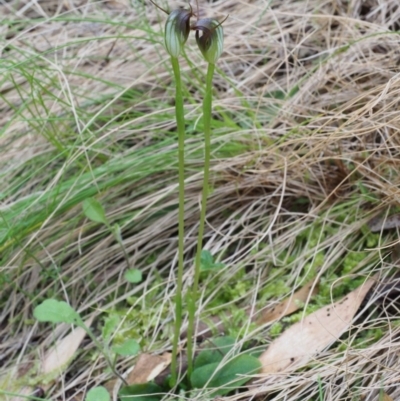 Pterostylis pedunculata