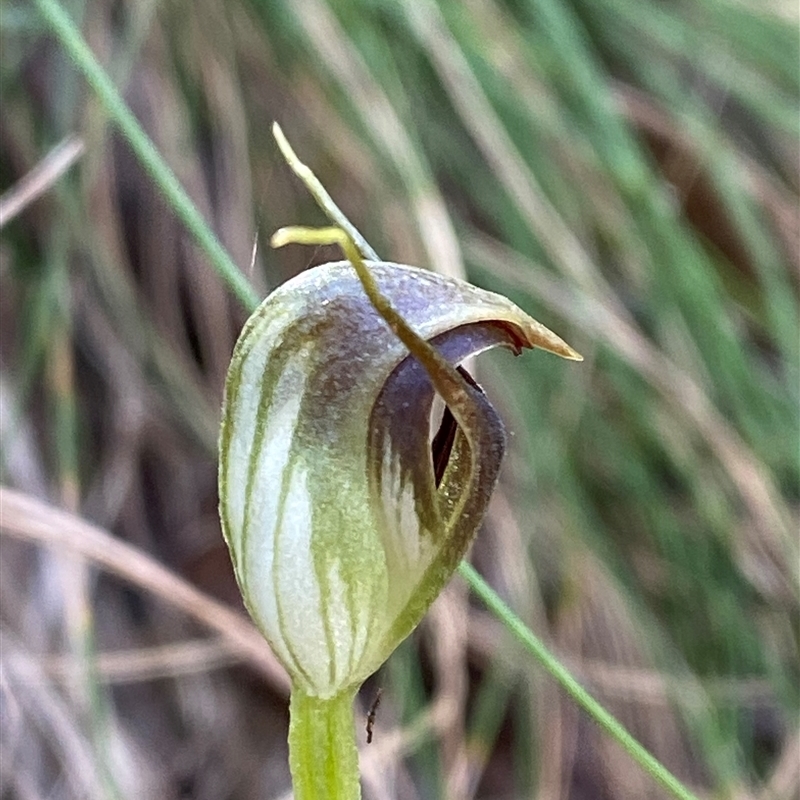 Pterostylis pedunculata