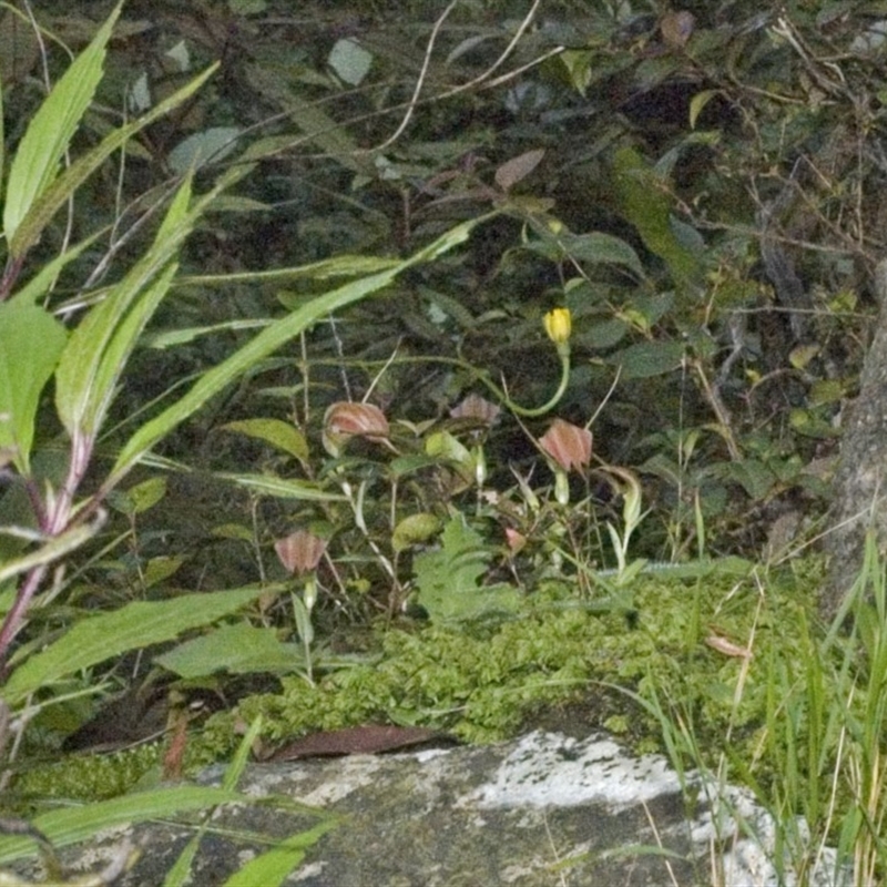 Pterostylis pulchella