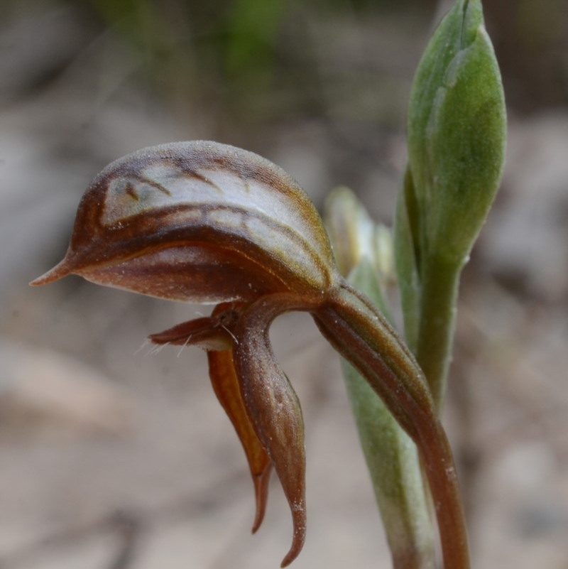 Pterostylis rufa