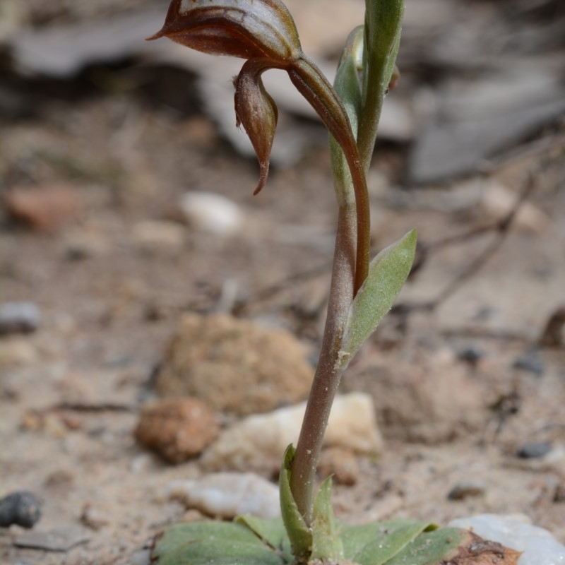 Pterostylis rufa