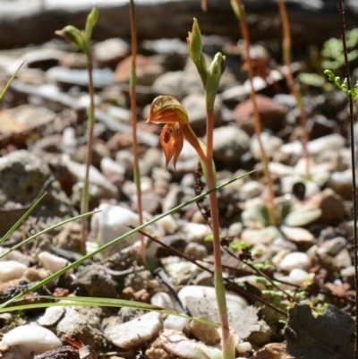 Pterostylis rufa