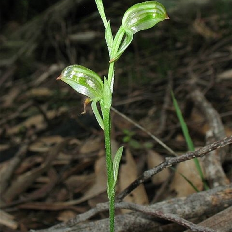 Pterostylis tunstallii