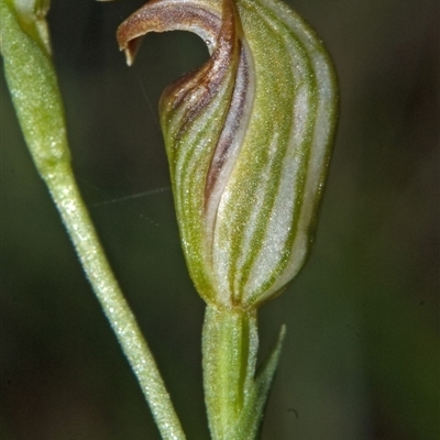 Pterostylis ventricosa