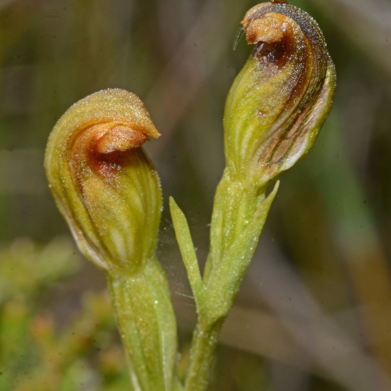 Pterostylis vernalis