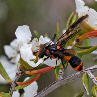 Male with feathery antennae