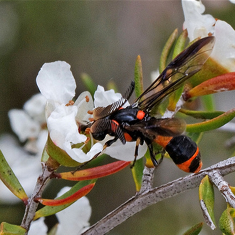 Male with feathery antennae