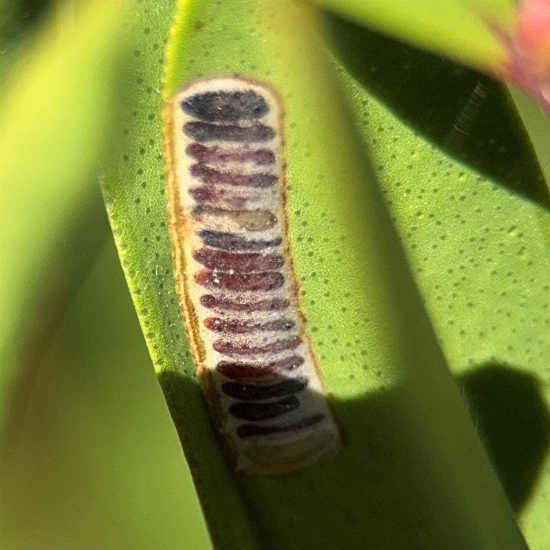 Pterygophorus sp. (genus)