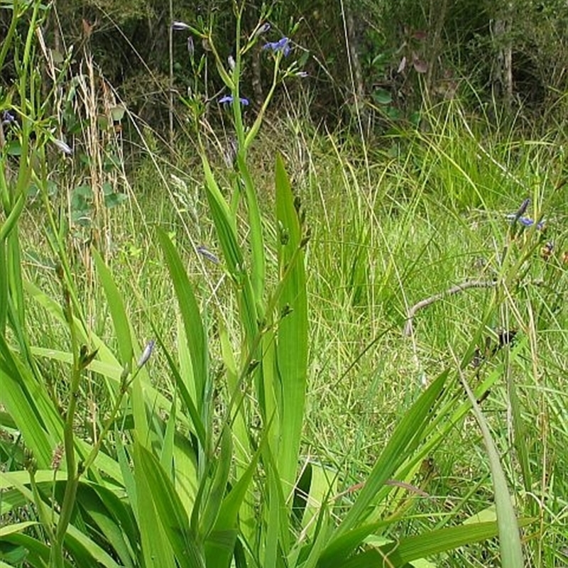 Aristea ecklonii