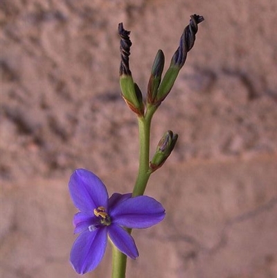 Aristea ecklonii