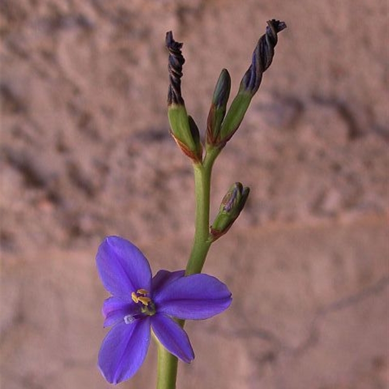 Aristea ecklonii