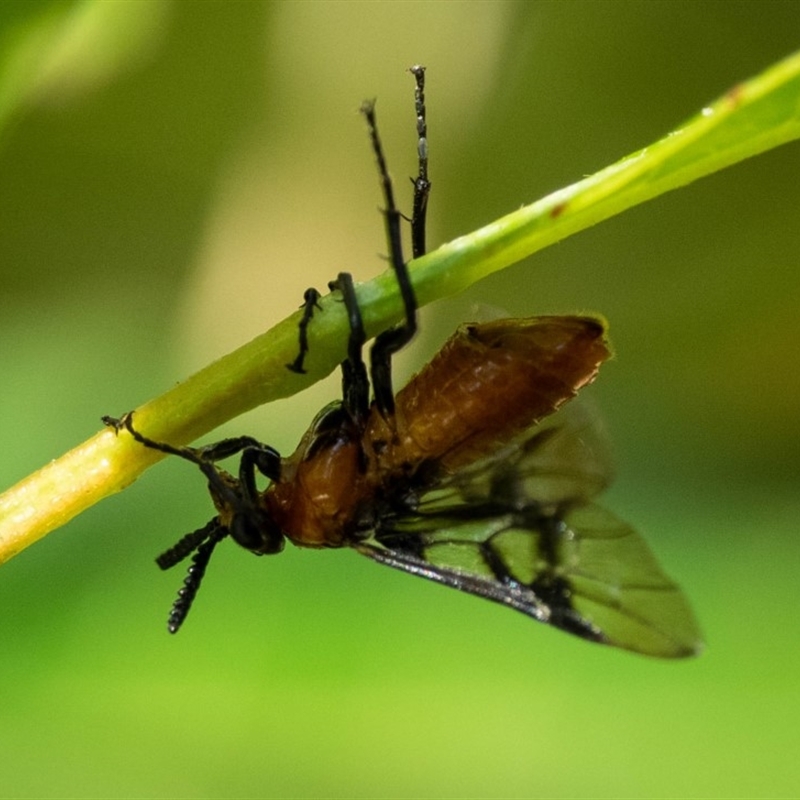 Pteryperga galla