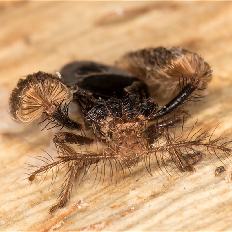 Ptilocnemus sidnicus