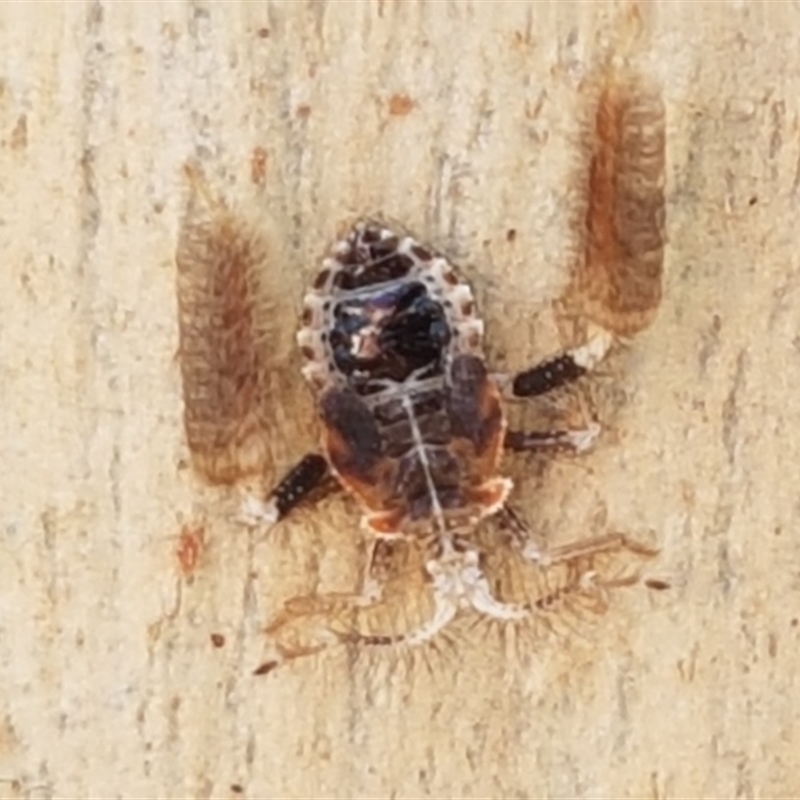 Ptilocnemus sp. (genus)